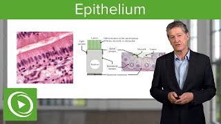 Epithelium – Histology  Lecturio [upl. by Charlena]