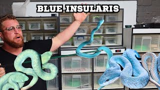 REAL LIFE BLUE VIPERS [upl. by Aydiv701]