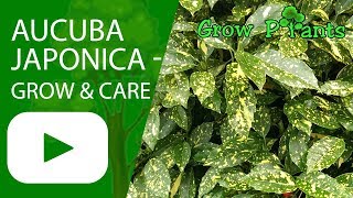 Aucuba japonica  grow amp care [upl. by Bendite]