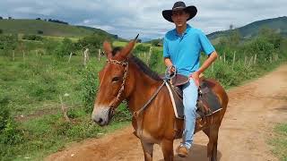 JOAQUIM  HENRIQUE e LUIZ DOMADORES DE CAVALOS E MULAS CHUCROS DOMA RACIONAL UM DESAFIO VENCIDO [upl. by Pellegrini]