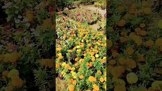 Growing Flowers from September to October सितंबर से अक्टूबर तक फुल गाना shorts ternding viral [upl. by Rodrigo]