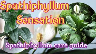 Spathiphyllum Sensation  Spathiphyllum care guide [upl. by Tdnaltroc]