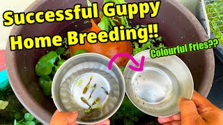 Successful Guppy Home Breeding  Guppy Dropped Fry  How to breed guppy at home successfully [upl. by Glaab]