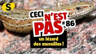 Ceci nest pas un lézard des murailles 86 [upl. by Grimbal200]