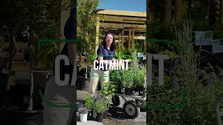 DeerResistant Plants Catmint [upl. by Horowitz]