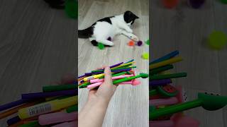 Funny Cat Vasj Balls 🔴🖍 Reverse Video reversevideo funny cat [upl. by Raymund]