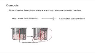 Osmosis and Osmotic Pressure [upl. by Lyndy416]