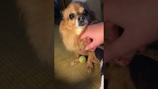 Lucy manouvers herself for the handy tickles needychihuahua furbabies cutedog [upl. by Bremen]