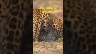 La agilidad del leopardo Maestría en velocidad y destreza [upl. by Hoeve]