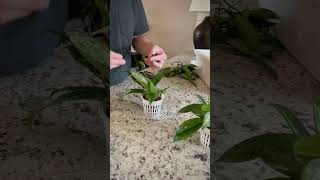 Hoya Silver Splash Prop Full Video LECA semihydro houseplants indoorgardening roomwithry [upl. by Asserak699]