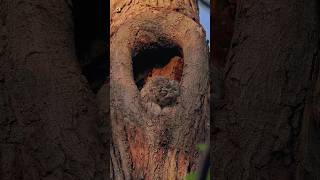 OWL SOUND  Eastern Screech Owl [upl. by Yborian113]