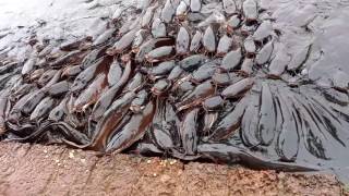 Catfish Thiruvachira Sree Krishna Temple [upl. by Emya227]