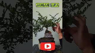 Ulmus  Proses lanjutan perawatan  on the rock bonsai ulmus ontherock fyp [upl. by Eillod]