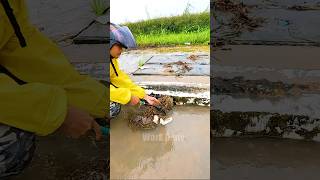 Fast Solutions for Draining a Flooded Street shorts unclog satisfying viralvideo [upl. by Oiramad]