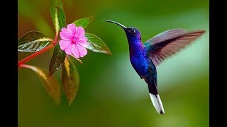 Esta es la unica ave que puede volar hacia atras colibri  curiosiando [upl. by Dodie]