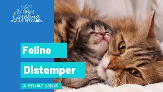 Feline distemper what is it [upl. by Eelrak87]