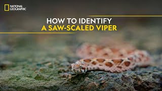 How to Identify a SawScaled Viper  Snakes SOS Goa’s Wildest  National Geographic [upl. by Meil946]