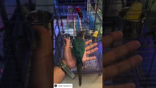 Blue green tamed conure Petzone mangalore [upl. by Eceinaj404]