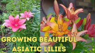 Learn the Key to Grow amp Maintain Beautiful Asiatic Lilies 🌼Helpful Tips to Grow Lily Bulbs [upl. by Tierney]