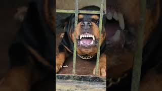 angry Rottweiler growling sound viral dog angrypuppy dogsound aggressivedog [upl. by Emmerie]