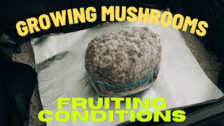 Mushroom Supplies Grow Kit InABag  Part 1 Fruiting Conditions [upl. by Eseeryt72]