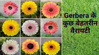 Gerbera के कुछ बेहतरीन वैरायटी Tissue Culture Gerbera by Garden gyan [upl. by Ainegue585]