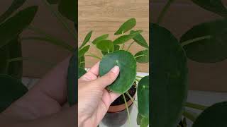 Pilea Peperomioides [upl. by Dualc]