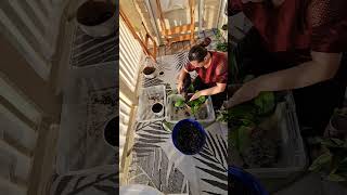 Part 2 Sunday Evening Repot Time Lapse Pothos houseplants indoorplants repotting [upl. by Annatsirhc]