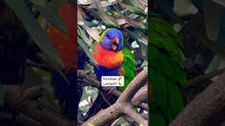 Rainbow Lorikeet Sounds  Natures BIRD Marvel🦜🦜🦜🦜🦜🦜🦜🦜🦜🦜🦜🦜 [upl. by Eerized68]