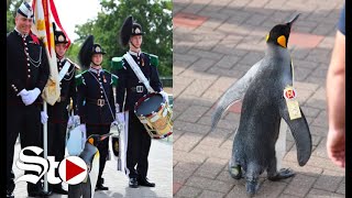 Nombran a pingüino mayor general en Noruega [upl. by Neelrak]