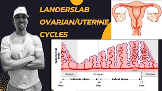 Ovarian and Uterine Cycles [upl. by Anaiuq510]