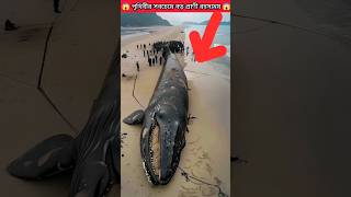 পৃথিবীর সবচেয়ে বড় প্রাণী রহস্যময় ঘটনা 😱 Blue Whale Explodes bluewhalefacts shark shorts [upl. by Razec]