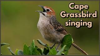 CAPE GRASSBIRD singing [upl. by Dasa]