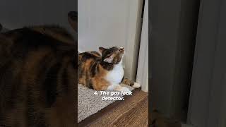 4 lifesaving cat signals you shouldnt ignore ⚠️ audio petsparade cats shorts warningsigns [upl. by Lee]