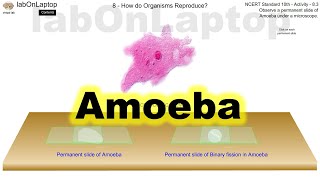 NCERT Class 10th Activity 83  How Do Organisms Reproduce  Observing Amoeba  labOnLaptop [upl. by Ansaev]