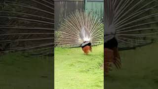 Peacock displaying feathers [upl. by Gross]