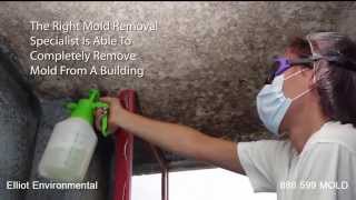 How to Remove Black Mold in Attics KalkaskaBlack Mold Remediation and Removal Novi [upl. by Samale]