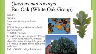 Quercus macrocarpa [upl. by Corabel]