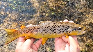 Tenkara in the Iowa Driftless  Vlog 76 [upl. by Hourihan35]