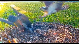 Patuxent River Park Osprey Nest 1  Chick attacked and knocked off the nest 2024 07 28 21 51 58 464 [upl. by Ekeiram757]