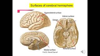 Cerebral Hemispheres  ProfDr Manal Elsawaf [upl. by Rubin]