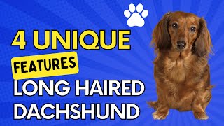 4 Unique Qualities Of Long Haired Dachshunds [upl. by Higbee405]