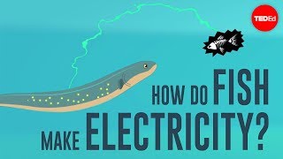 How do fish make electricity  Eleanor Nelsen [upl. by Vardon]