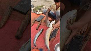 Amazing Wallago Attu Fish Cutting Skills fishcuting shorts [upl. by Nereids]