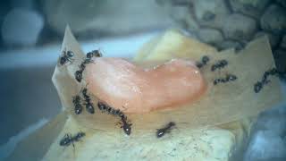 Lasius niger complete care guide [upl. by Nocaed]