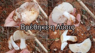 Την βρήκα Russula ilicis [upl. by Laven]