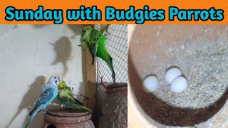 Sunday with BudgiesBreeding UpdateBudgies Info [upl. by Mariand]