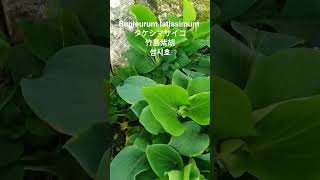 Bupleurum latissimum Nakai竹島紫胡Ulleungdo hares ear三島紫胡 꽃말 quot미덕quot 💥멸종위기 야생식물 2급 꽃이름 植物の名前 plant [upl. by Bennir]