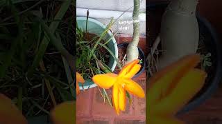 raining lily thailand verirt natural flower  thunderplant outdoor plant [upl. by Kidder]