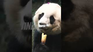 Why Pandas Are Fcking Stupid [upl. by Arline]